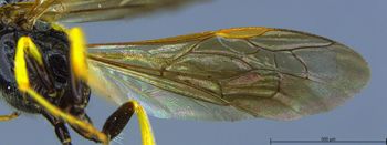 Media type: image;   Entomology 13758 Aspect: Wing front